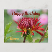 鮮やかなダリアの花が咲く誕生日の写真 ポストカード (正面)