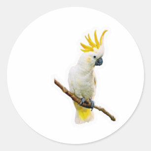 鮮やかなトロピカル・コカトゥー - エキゾチックなインドネシアのインコ ラウンドシール