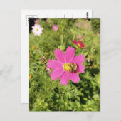 鮮やかなピンクのコスモスの花と蜂はがき ポストカード (正面/裏面)