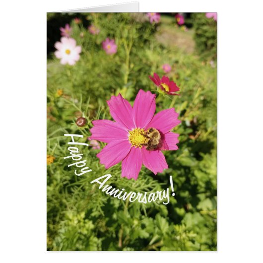 鮮やかなピンクのコスモスの花の記念日カード (正面)