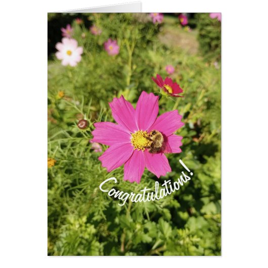 鮮やかなピンクのコスモス花おめでとうカード (正面)
