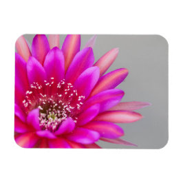 鮮やかなピンクのサボテンの花弁 マグネット