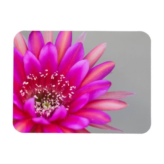 鮮やかなピンクのサボテンの花弁 マグネット (横)