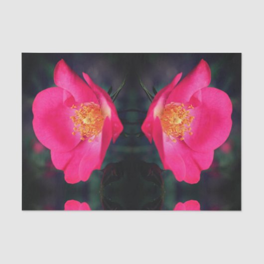 鮮やかなピンクのローズ花びら抽象芸術フローラの分離 薄葉紙 (正面)