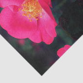 鮮やかなピンクのローズ花びら抽象芸術フローラの分離 薄葉紙 (詳細)