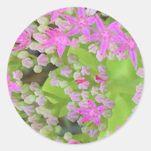 鮮やかなピンクの多肉植物セダムと緑の肉厚な葉 ラウンドシール
