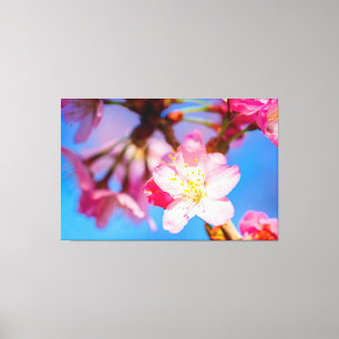 鮮やかなピンクの桜の花と澄んだ青空 キャンバスプリント