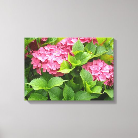 鮮やかなピンクの紫陽花 キャンバスプリント (正面)