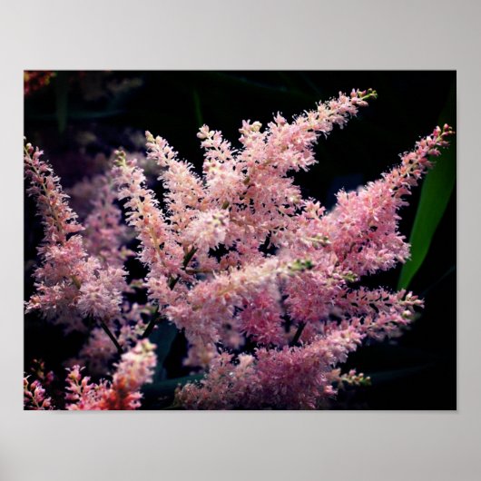 鮮やかなピンクの花が閉まる ポスター (正面)