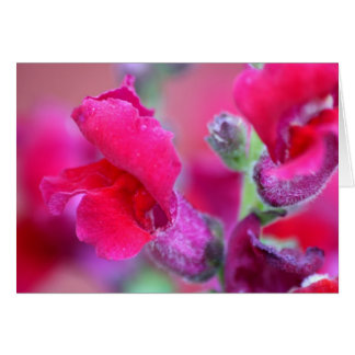 鮮やかなピンクのSnapdragons