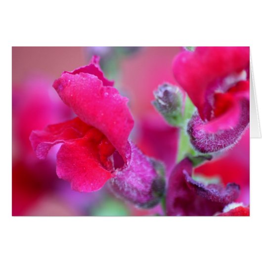 鮮やかなピンクのSnapdragons (正面横)