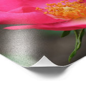 鮮やかなピンクローズ花びら8x10 フォトプリント            (角)