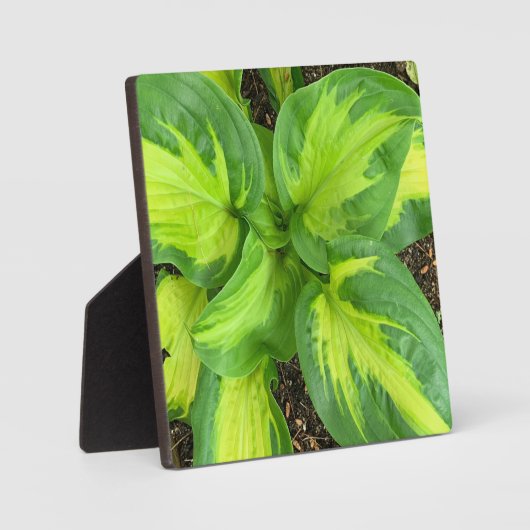 鮮やかなホスタの葉 フォトプラーク (正面)