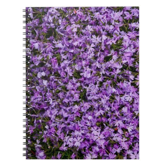 鮮やかな春のフロックスの花 – 自然の花の写真 ノートブック (正面)