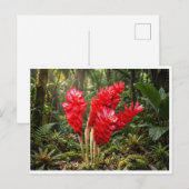 鮮やかな植物画 ショウガの花 コーヒーマグ ポストカード (正面/裏面)