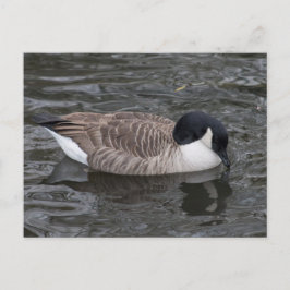鮮やかな水ポストカードに浮かぶカナダグース ポストカード