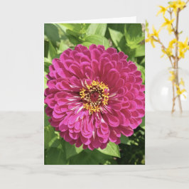 鮮やかな百日草の花の写真 カード