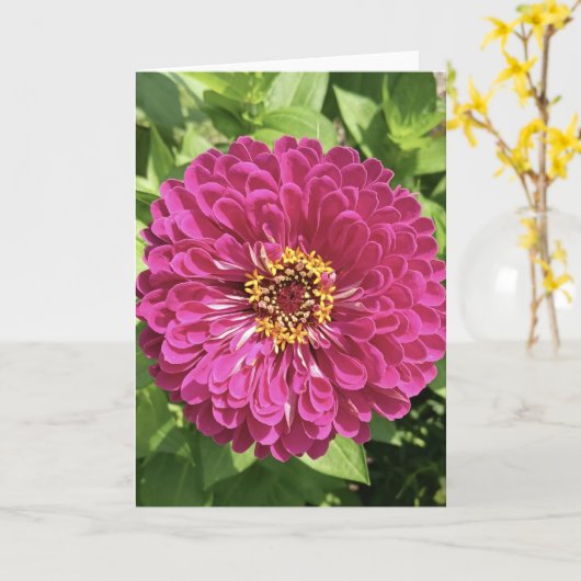 鮮やかな百日草の花の写真 カード (黄色い花)