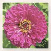 鮮やかな百日草の花の写真 ガラスコースター (正面)