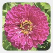鮮やかな百日草の花の写真 スクエアシール (正面)