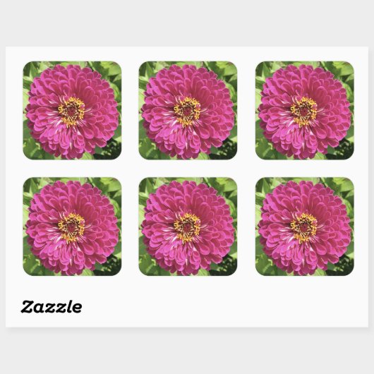 鮮やかな百日草の花の写真 スクエアシール (シート)