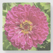 鮮やかな百日草の花の写真 ストーンコースター (正面)