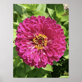 鮮やかな百日草の花の写真 ポスター