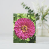 鮮やかな百日草の花の写真 ポストカード (スタンド正面)