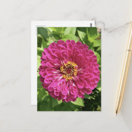 鮮やかな百日草の花の写真 ポストカード