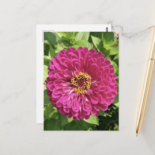 鮮やかな百日草の花の写真 ポストカード (正面/裏面インサイチュ)