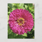 鮮やかな百日草の花の写真 ポストカード (正面)