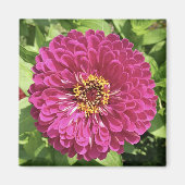 鮮やかな百日草の花の写真 マグネット (正面)