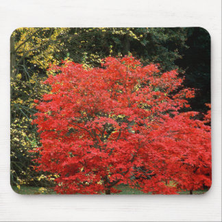 鮮やかな秋の紅葉の日本かえでの木の写真 マウスパッド