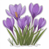 鮮やかな紫のクロッカスの花 庭の開花 シール (正面)