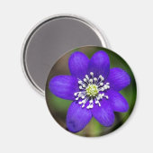 鮮やかな紫の花カラフルフローラ磁石 マグネット (正面/裏面)