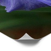 鮮やかな紫色の虹彩花 ポスター (角)