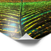 鮮やかな羽毛 フォトプリント            (角)