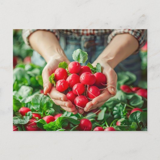 鮮やかな色彩の大根の庭 シーズンポストカード (正面)