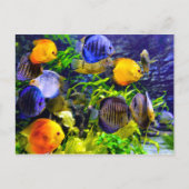 鮮やかな色彩の熱帯魚 ポストカード (正面)