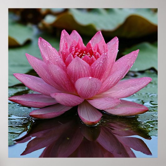 鮮やかな花弁のピンクの蓮の花 ポスター (正面)