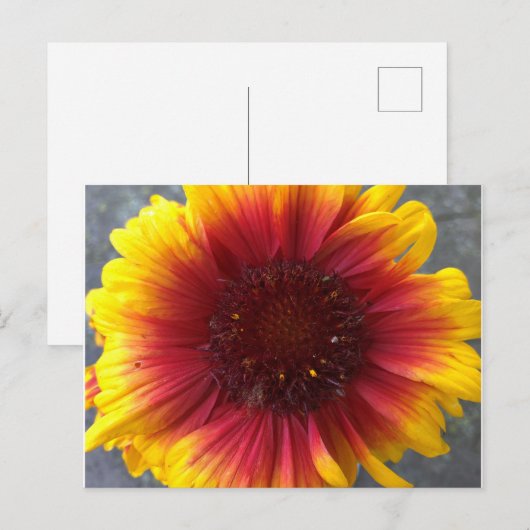 鮮やかな花 ポストカード (正面/裏面)