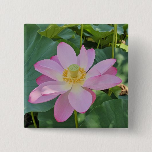 鮮やかな蓮の花 缶バッジ (正面)