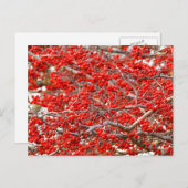 鮮やかな赤いウインターベリー ホリーの木の実 ポストカード (正面/裏面)