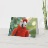 鮮やかな赤いオウムのグリーティングカード カード (正面)