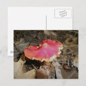 鮮やかな赤いキノコ#1はがき ポストカード (正面/裏面)