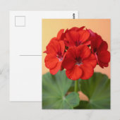 鮮やかな赤いゼラニウムの花 ポストカード (正面/裏面)