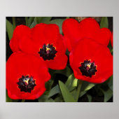 鮮やかな赤いチューリップの花の写真 ポスター (正面)