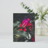 鮮やかな赤いニチニチソウの花のクローズアップ ポストカード (スタンド正面)