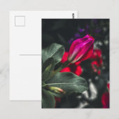 鮮やかな赤いニチニチソウの花のクローズアップ ポストカード (正面/裏面)