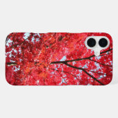 鮮やかな赤いハウチワカエデの木 iPhoneケース (裏面横)